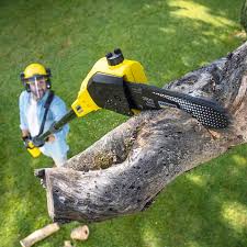 Best Tree Trimming and Pruning  in Kincaid, IL